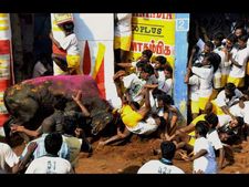 ಜಲ್ಲಿಕಟ್ಟು: ಸುಗ್ರೀವಾಜ್ಞೆ ಜಾರಿಯಾದರೂ ನಿಲ್ಲದ ಪ್ರತಿಭಟನೆ