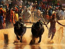 ಕಂಬಳ ನಿಷೇಧ ತೆರವು; ಎರಡು ವಾರ ವಿಚಾರಣೆ ಮುಂದೂಡಿದ ಹೈಕೋರ್ಟ್
