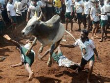 ಸಂಸ್ಕೃತಿ ಉಳಿಸಿ ಬೆಳೆಸಲು ಜಲ್ಲಿಕಟ್ಟಿನಂಥ ಕ್ರೀಡೆ ಬೇಕೇಬೇಕು