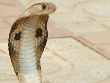 ಕಾರ್ಕಳ  : ಹಾವು ಹಿಡಿಯಲು ಹೋಗಿ ಸಾವು ತಂದುಕೊಂಡ 