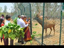 ಮೇವುಣಿಸಿದವರ ದನಿ ಕೇಳಿ ಓಡೋಡಿ ಬಂದ ಕಡವೆ 'ರಾಜು'! 