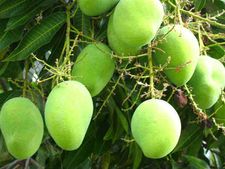 10 ಸಾವಿರ ಟನ್ ದಾಟಲಿದೆ ಕರ್ನಾಟಕದ ಮಾವು ರಫ್ತು