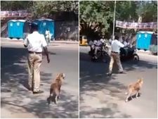 ವೀಡಿಯೊ: ನಾಯಿಯನ್ನು ರಸ್ತೆ ದಾಟಿಸಲು ವಾಹನಗಳನ್ನು ತಡೆದ ಪೊಲೀಸ್