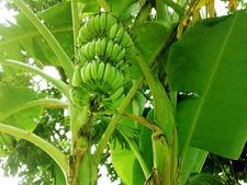 ಹಾವೇರಿ: ಮುಂಗಾರು ಕೈಕೊಟ್ಟಿದ್ದಕ್ಕೆ ಹತಾಶೆ; ರೈತನಿಂದ ಬಾಳೆ ತೋಟ ನಾಶ 