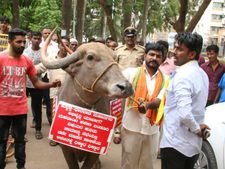ಹುಬ್ಬಳ್ಳಿಯಲ್ಲಿ ಎಮ್ಮೆಯೊಂದಿಗೆ ಪ್ರತಿಭಟನೆ, ಮರ ಏರಿದ ಹೋರಾಟಗಾರ
