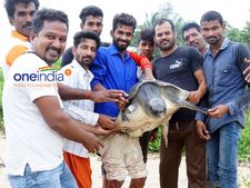 ಉಡುಪಿಯ ಗಂಗೊಳ್ಳಿಯ ಕಡಲ ಕಿನಾರೆಯಲ್ಲಿ ಕಡಲಾಮೆ ಪತ್ತೆ