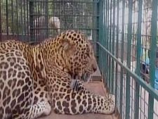 ಕೋಲಾರ: ಚಿರತೆಯನ್ನು ಹಿಡಿದು ಅರಣ್ಯ ಇಲಾಖೆಗೆ ಒಪ್ಪಿಸಿದ ಜನತೆ