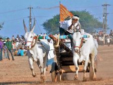 ಬೀದರ್, ಕಲಬುರಗಿಯಲ್ಲಿ ಪೋಳಾ ಹಬ್ಬದ ಸಂಭ್ರಮ, ಎತ್ತುಗಳಿಗೆ ಪೂಜೆ