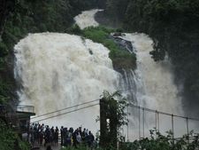 ಮಖಾ ಮಳೆಯ ಆರ್ಭಟಕ್ಕೆ ಮೈಯದುಂಬಿದೆ ಅಬ್ಬಿ ಜಲಪಾತ