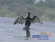 ನಿಜಾಮರ ಕಾಲದ ಬೋನಾಳ್ ಕೆರೆಯ ಸುತ್ತ ಒಂದು ಸುತ್ತು!
