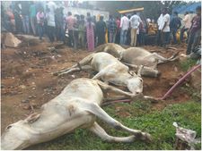 ದೀಪಾವಳಿಯಂದೇ ಜೀವನಾಧಾರಕ್ಕಿದ್ದ ಹಸುಗಳನ್ನು ಕಿತ್ತುಕೊಂಡ ವಿಧಿ