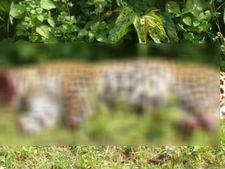 ಹಾವೇರಿ: ಹಣಕ್ಕಾಗಿ ಬರ್ಬರವಾಗಿ  ಚಿರತೆ ಕೊಂದಿದ್ದ ಹಂತಕರ ಸೆರೆ 
