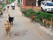ಮಾಗಡಿ ಪಟ್ಟಣದಲ್ಲಿ ಬೀದಿ ನಾಯಿಗೆ ಬೆಚ್ಚದ ಧೀರರುಂಟೆ?!