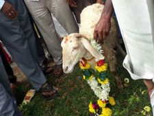 ಅಪಘಾತ ನಡೆಯದಂತೆ ತಿಟ್ಟಮಾರನಹಳ್ಳಿ ಗ್ರಾಮಸ್ಥರಿಂದ ರಸ್ತೆಗೆ ಕುರಿ ಬಲಿ