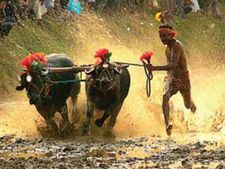 ಕರಾವಳಿಯಲ್ಲಿ ಕೋಣಗಳ ಓಟಕ್ಕೆ ಅಖಾಡ ಸಿದ್ಧ 