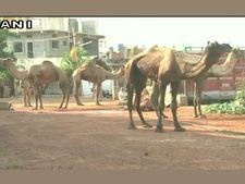 ಬೀದರ್‌: ಕಸಾಯಿಖಾನೆಗೆ ಸಾಗಿಸುತ್ತಿದ್ದ 13 ಒಂಟೆಗಳ ರಕ್ಷಣೆ, ನಾಲ್ವರ ಬಂಧನ