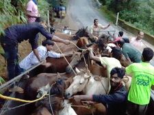 ಕುದುರೆಗಳಿಂದ ಚಾರ್ಮಾಡಿ ಘಾಟ್‍ನಲ್ಲಿ ಟ್ರಾಫಿಕ್ ಜಾಮ್!