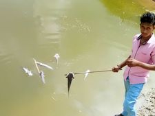 ಮಂಡ್ಯ: ಅಣ್ಣೂರು ಕಟ್ಟೆಯಲ್ಲಿ ಮೀನುಗಳ ಮಾರಣ ಹೋಮ