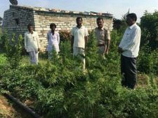 ಕಲಬುರಗಿ : ತರಕಾರಿ ಬೆಳೆ ಮಧ್ಯೆ ಗಾಂಜಾ
