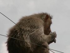 ಯಾದಗಿರಿ : ಹುಣಸಿಹೊಳೆ ಗ್ರಾಮದಲ್ಲಿ ಕೋತಿಗಳ ಕಾಟ