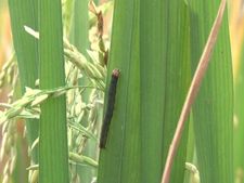 ರಾಮನಗರ : ಕಟಾವಿಗೆ ಬಂದ ಭತ್ತಕ್ಕೆ ಕೆಂಪುಹುಳು ಕಾಟ