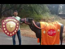 ಮಹಾರಾಷ್ಟ್ರದಲ್ಲಿ ಕೀರ್ತಿ ಪತಾಕೆ ಹಾರಿಸಿದ ಬೆಳಗಾವಿಯ ಹೆಮ್ಮೆಯ ಎಮ್ಮೆ   