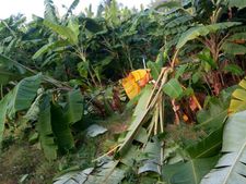 ರಾಮನಗರ : ಬಾಳೆ, ರಾಗಿ ಬೆಳೆಗಳು ಕಾಡಾನೆಗಳ ಪಾಲು