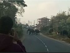 ಮಡಿಕೇರಿಯಲ್ಲಿ ಮನೆಗಳ ಮುಂದೆಯೇ ಹಾದುಹೋದ ಕಾಡಾನೆಗಳು