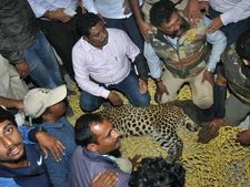 ತುಮಕೂರಿನಲ್ಲಿ 'ಆಪರೇಷನ್ ಚಿರತೆ', ಅಸಹಾಯಕ ಅರಣ್ಯ ಇಲಾಖೆ