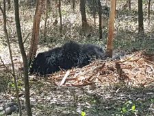 ರಾಮನಗರ : ಉರುಳಿನಲ್ಲಿ ಸಿಕ್ಕಿಬಿದ್ದಿದ್ದ ಕರಡಿ ರಕ್ಷಣೆ