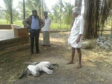 ಮಂಡ್ಯ : ಪೆಲಿಕಾನ್ ಹಕ್ಕಿಗಳ ಸಾವು, ಜರ್ಮನ್ ತಂಡ ಪರಿಶೀಲನೆ