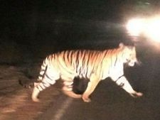 ಕಲಬುರಗಿ: ಚಂದಾಪೂರ ಅರಣ್ಯ ಪ್ರದೇಶದಲ್ಲಿ ಹುಲಿ ಪ್ರತ್ಯಕ್ಷ 