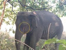 ಶಿರಸಿ : ಅನಾರೋಗ್ಯ ಪೀಡಿತ ಹೆಣ್ಣಾನೆ ಸಾವು