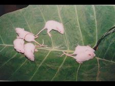 ಬಿಳಿ ಇಲಿಯನ್ನು ಸಾಕಿದ ಸಂತಸ ಹಾಗೂ ಸಂಕಟಗಳು