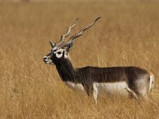 ಮಧುಗಿರಿ: ಇದು ಕೃಷ್ಣಮೃಗಗಳ ಸ್ವಚ್ಛಂದದ ಬೀಡು