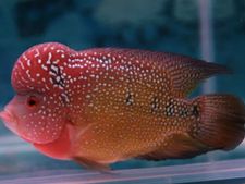 ಮಂಗಳೂರು ರೈಲ್ವೆ ಸ್ಟೇಷನ್ ನಲ್ಲಿ ಕಳ್ಳರು, ಕಾಸ್ಟ್ಲಿ ಮೀನೇ ಕಣ್ಮರೆ