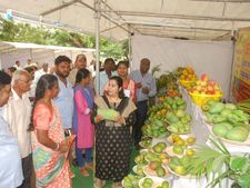 ಮಂಡ್ಯ : ಮಾವು ಮೇಳಕ್ಕೆ ಚಾಲನೆ, 73 ಬಗೆಯ ಹಣ್ಣು ಸವಿಯಿರಿ