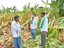 ಮಳೆಗೆ ನೆಲ ಕಚ್ಚಿದ ಬೆಳೆ : ಆರ್ಥಿಕ ಸಂಕಷ್ಟದಲ್ಲಿ ರೈತರು 