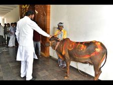 ಮತದಾನಕ್ಕೂ ಮುನ್ನ ಗೋ ಪೂಜೆ, ಯಂತ್ರದ ಮುಂದೆ ಶ್ರೀ ರಾಮುಲು ಧ್ಯಾನ!