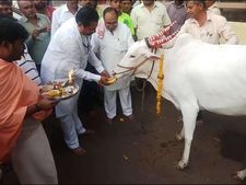 ಗೋಪೂಜೆ ಸಲ್ಲಿಸಿ ಮತ ಹಾಕಿದ ಬಿಜೆಪಿ ಅಭ್ಯರ್ಥಿ ಯತ್ನಾಳ್