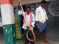 ಕವಣಾಪುರ ಶಾಲಾ ಕೊಠಡಿಯ ಕಬೋರ್ಡ್ ನಲ್ಲಿ ನಾಗರ ಹಾವು ಪ್ರತ್ಯಕ್ಷ