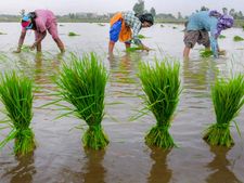 ಕೊಡಗಿನಲ್ಲಿ ಮುಂದುವರಿದ  ಮಳೆ; ಕೃಷಿ ಚಟುವಟಿಕೆಯಲ್ಲಿ ರೈತರು 