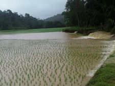 ಕೆಆರ್‌ಎಸ್‌ ನೀರು: ಶ್ರೀರಂಗಪಟ್ಟಣದಲ್ಲಿ 500 ಎಕರೆ ಕೃಷಿ ಭೂಮಿ ನಾಶ 