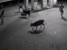 ಕುಂದಾಪುರದಲ್ಲಿ ಹಸು ಹಿಡಿಯಲು ಕಳ್ಳರು ಪರದಾಡೋ ದೃಶ್ಯ ಸಿಸಿ ಕ್ಯಾಮೆರಾದಲ್ಲಿ ಸೆರೆ