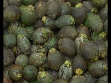 ದಕ್ಷಿಣ ಕನ್ನಡದಲ್ಲಿ ಮಳೆಗೆ ನೆಲ ಕಚ್ಚಿದ ಅಡಿಕೆ ಬೆಳೆ, ಸಂಕಷ್ಟಕ್ಕೊಳಗಾದ ರೈತರು