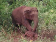 ಕಂದಾ...ಎದ್ದೇಳಮ್ಮಾ, ತಾಯಿ ಆನೆಯ ನೋವಿಗೆ ಜನರ ಕಂಬನಿ 