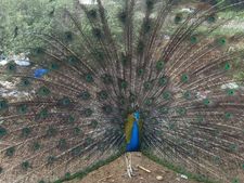  ಕಾಡಿಗೆ ಹೋಗಲು ಒಲ್ಲೆ,  ಬಿಳುವಾಲದಲ್ಲೇ ಇರುವೆ ಎನ್ನುತಿದೆ ಮಯೂರ! 