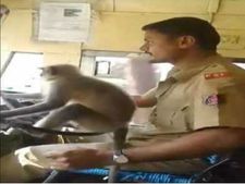ಮಂಗನ ಕೈಗೆ ಸ್ಟೇರಿಂಗ್ ಕೊಟ್ಟು ಕೆಲಸ ಕಳೆದುಕೊಂಡ ಕೆಎಸ್‌ಆರ್‌ಟಿಸಿ ಚಾಲಕ