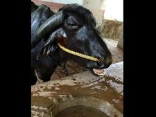  ಅಸಂಖ್ಯಾತ ಕಂಬಳಪ್ರಿಯರನ್ನು ಅಗಲಿದ ಕರಾವಳಿಯ ರಾಕೇಟ್ ಮೋಡ್