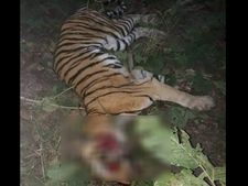  ಉತ್ತರ ಪ್ರದೇಶದಲ್ಲಿ ದೊಣ್ಣೆಯಿಂದ ಬಡಿದು, ಟ್ರಾಕ್ಟರ್ ಹಾಯಿಸಿ ಹುಲಿಯ ಹತ್ಯೆ